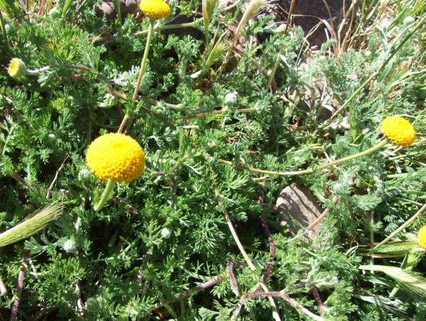 Zdjęcie z Maroka - flora