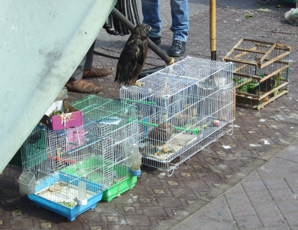 Zdjęcie z Maroka - smętnie te ptaki wyglądają