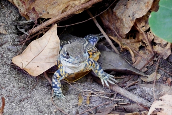 Zdjęcie z Tajlandii - Agama motylowa w parku narodowym Sa Nang Manora