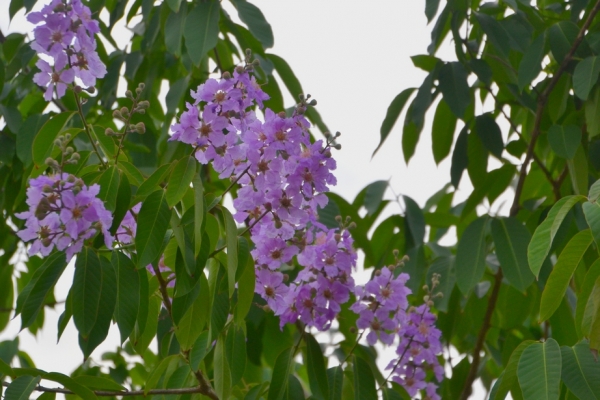 Zdjęcie z Tajlandii - Tajska flora