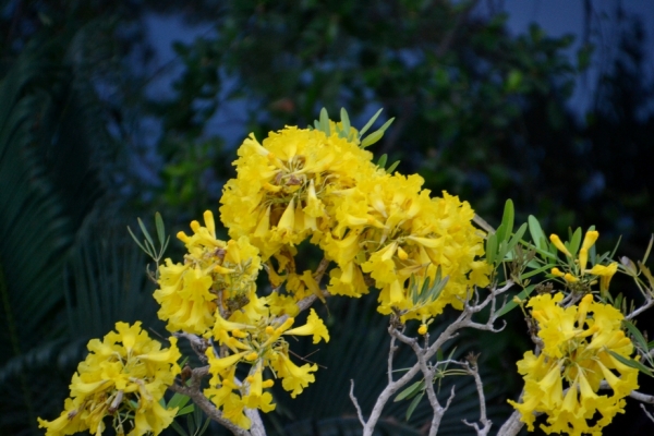 Zdjęcie z Tajlandii - Tajska flora