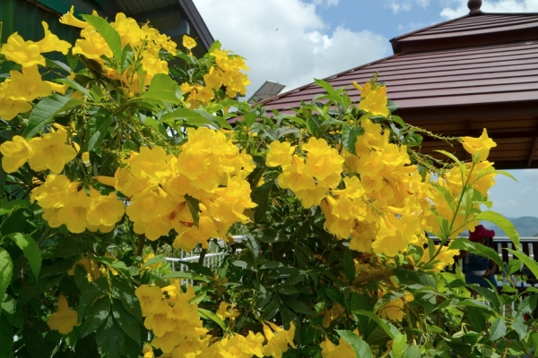 Zdjęcie z Tajlandii - Tajska flora