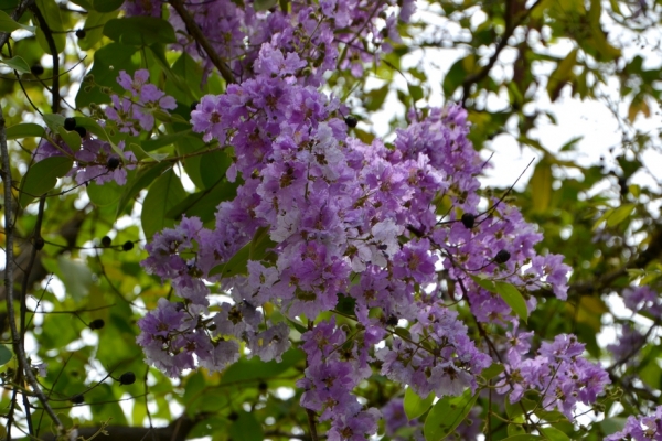 Zdjęcie z Tajlandii - Tajska flora