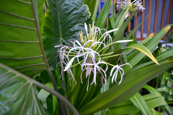 Zdjęcie z Tajlandii - Hotelowa flora