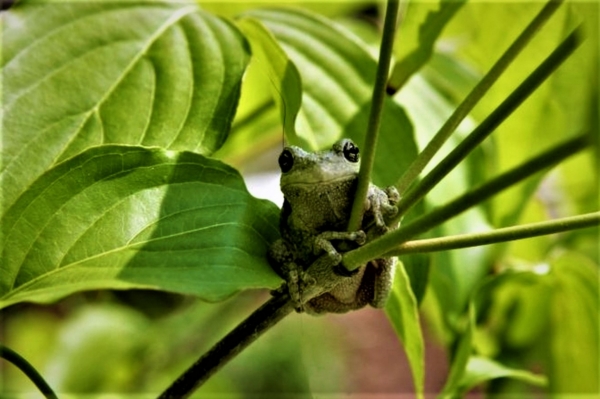 Zdjęcie z Tajlandii - Hotelowa fauna :)