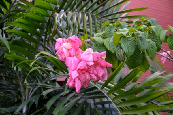 Zdjęcie z Tajlandii - Tajska flora