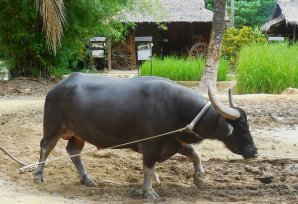 Zdjęcie z Tajlandii - W drodze do swiatyni Wat Khao Rang Samakkhitham