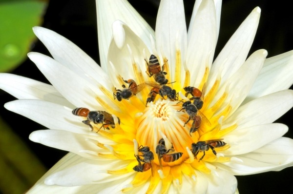 Zdjęcie z Tajlandii - Fauna i flora