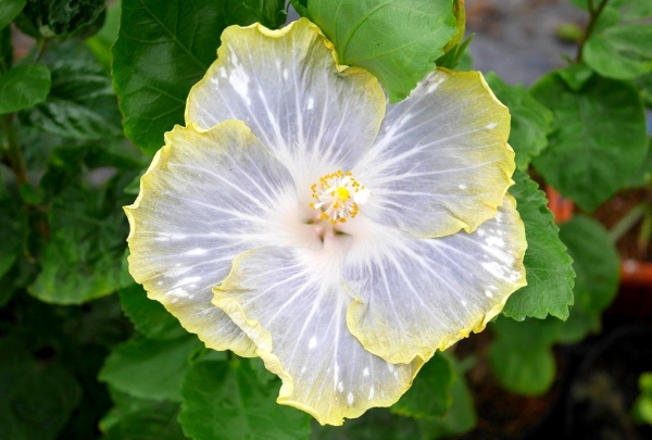 Zdjęcie z Tajlandii - Ciekawa odmiana hibiskusa