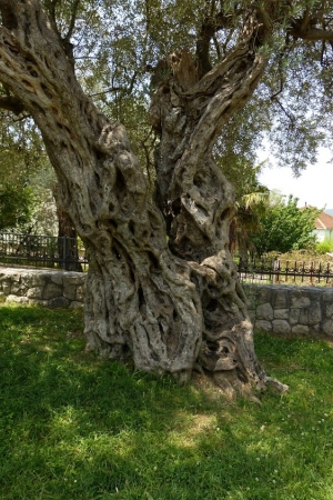 Zdjęcie z Czarnogóry - są tam też oliwki- młódki 😊, takie ok 900-1000 lat