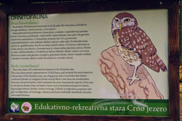 Zdjęcie z Czarnogóry - mieszkanka lasu... niestety na żywo nie spotkałyśmy :( 