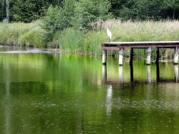 Zdjęcie z Polski - Co za miła niespodzianka - na pomoście wita nas czapla biała :)