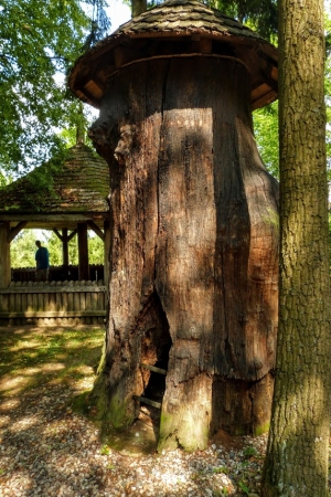 Zdjęcie z Polski - kilkusetletnie bartne drzewa