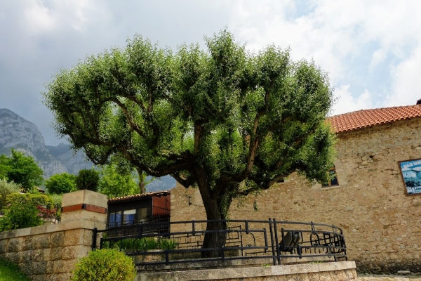 Zdjęcie z Albanii - wychodzimy z Muzeum, podziwiam piękny okaz okazałej oliwki