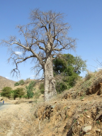 Zdjęcie z Etiopii - baobab