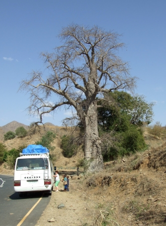 Zdjęcie z Etiopii - baobab