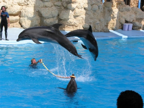 Zdjęcie z Egiptu - DELFINARIUM2