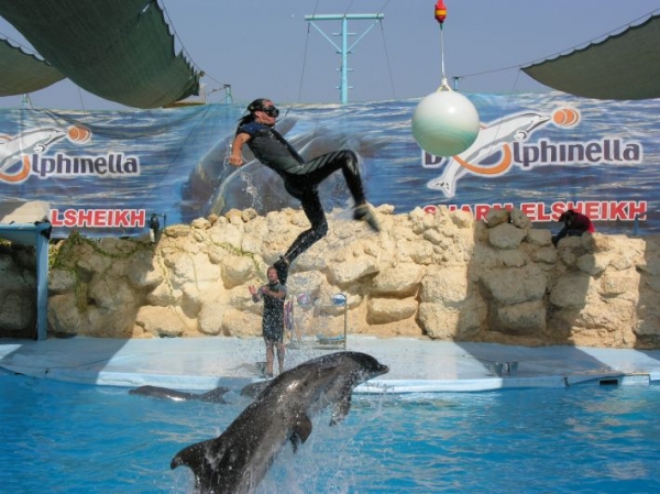 Zdjęcie z Egiptu - DELFINARIUM 3