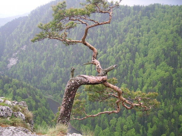 Zdjecie - Polska - Pieniny