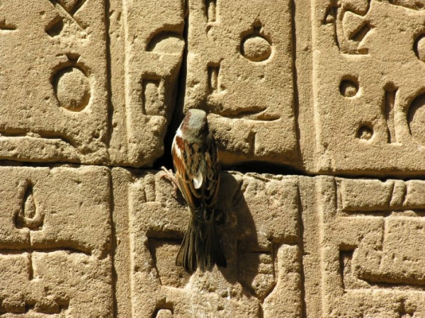 Zdjęcie z Egiptu - NA MURACH ŚWIĄTYNI