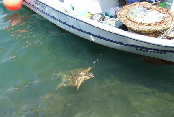 Zdjęcie z Turcji - żólwie Caretta Caretta