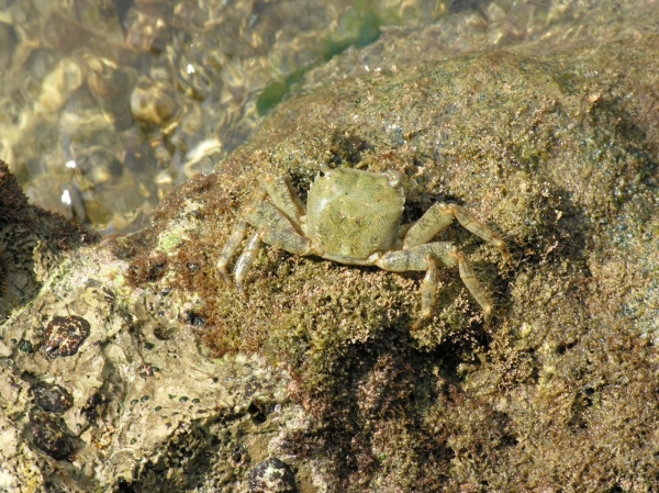 Zdjęcie z Chorwacji - krab