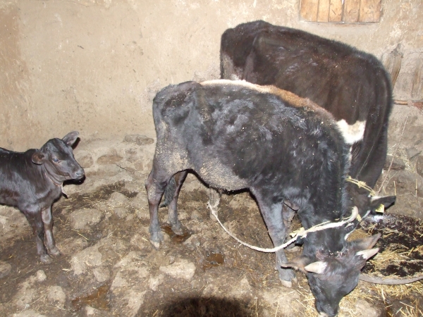 Zdjęcie z Etiopii - kącik młodych zwierząt
