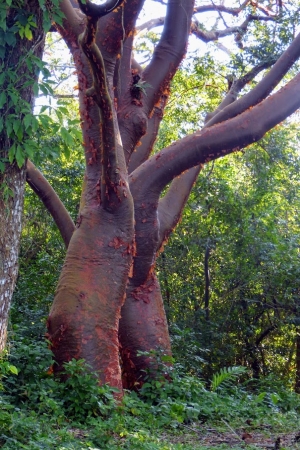 Zdjęcie z Meksyku - te niecodzienne drzewa to bursera, ale często nazywają je tu po prostu:mulato albo arbol del turista