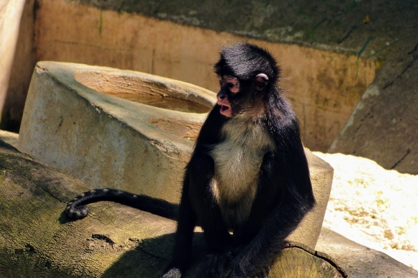 Zdjęcie z Meksyku - Pająki - Spider Monkey 🐵
