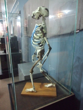 Zdjęcie z Etiopii - model Lucy