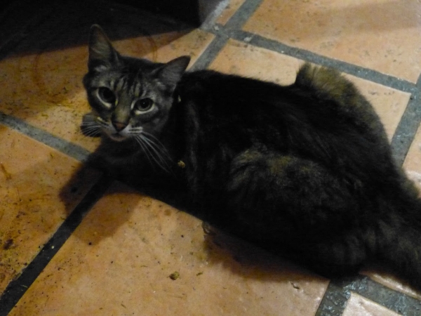 Zdjęcie z Meksyku - ja "przeżyłam" jakoś tą kolację do spółki z kotem 😼, który mi się przypałętał do stolika 