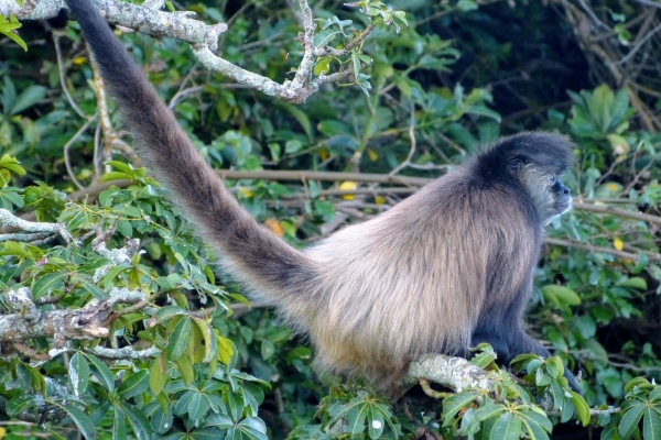 Zdjęcie z Meksyku - tą wysepkę zamieszkują czepiaki 🐒 - nie pająki 😊