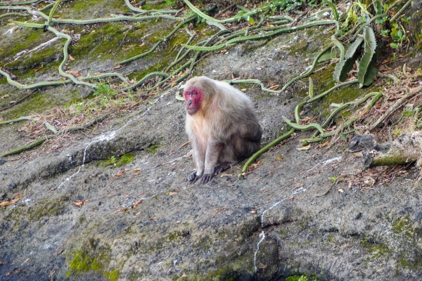 Zdjęcie z Meksyku - wyspa Małp- Isla de los Monos i jej mieszkańcy - "czerwonolice makaki"🐵 