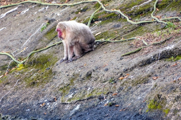 Zdjęcie z Meksyku - ...🐵🐒🐵...