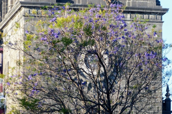 Zdjęcie z Meksyku - wieża katedralna z jacarandą..