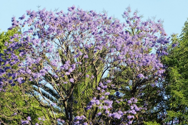 Zdjęcie z Meksyku - kwitnące jacarandy, o tej porze roku zachwycają szczególnie w parkach miejskich...