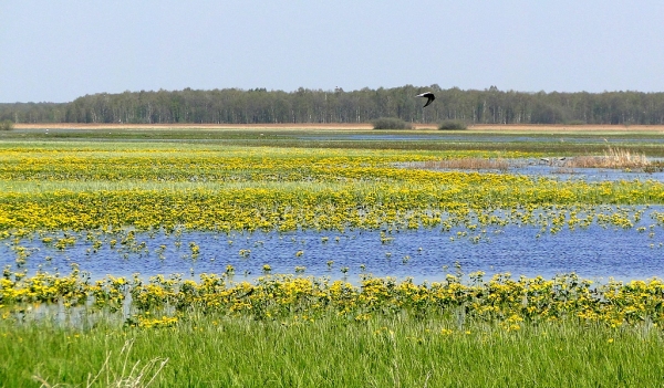 Zdjecie - Polska - Dolina Biebrzy i Narwi - wiosenne klimaty