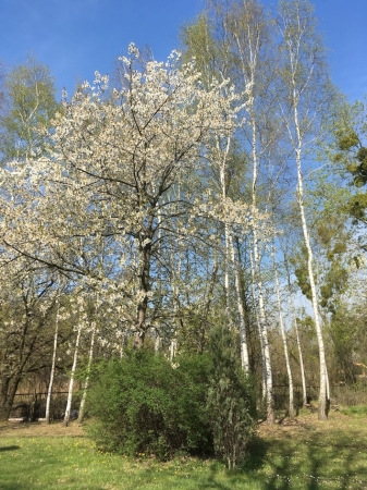 Zdjęcie z Polski - Katowice