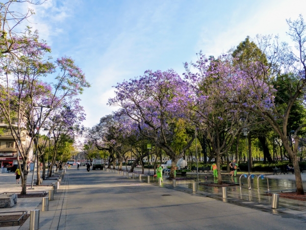 Zdjęcie z Meksyku - Z hotelu idziemy pieszo skrajem romantycznego Parku Alameda pełnego pięknych drzew, fontann i rzeźb