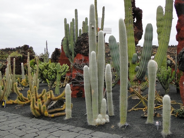 Zdjęcie z Hiszpanii - Jardin de Cactus - kolczaste olbrzymy witają nas już od wejścia.