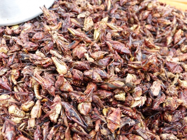 Zdjęcie z Meksyku - chapulines - czyli pieczone świerszcze                                                         