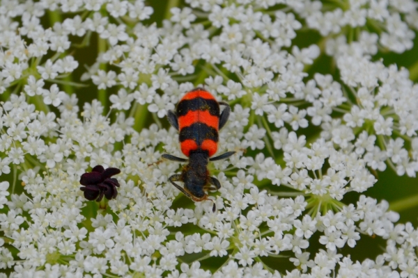 Zdjęcie z Polski - Fauna i flora