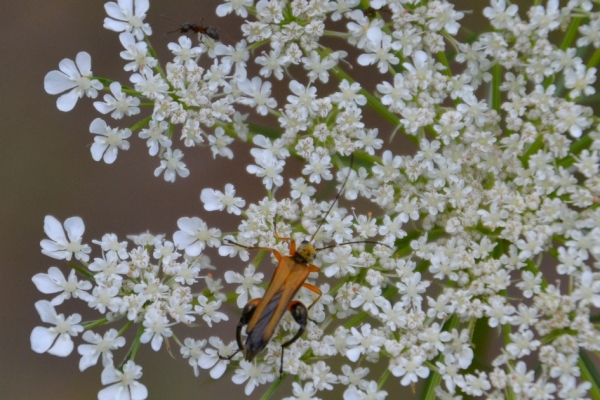Zdjęcie z Polski - Fauna i flora