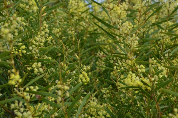 Zdjęcie z Australii - Australijska flora