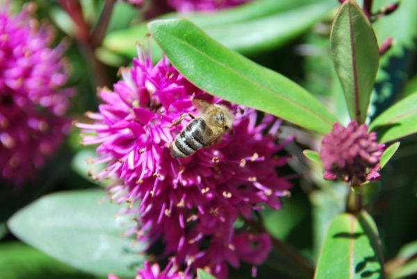 Zdjęcie z Australii - Fauna i flora