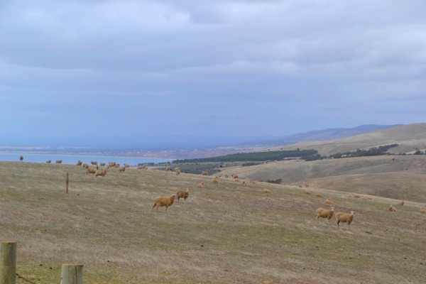 Zdjęcie z Australii - Jedziemy do Myponga Beach