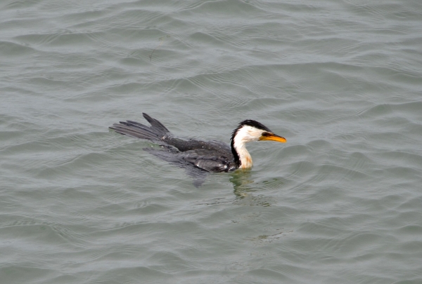 Zdjęcie z Australii - Kormoran srokaty 
