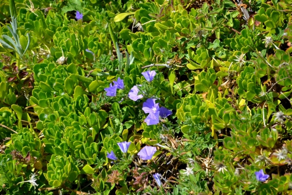 Zdjęcie z Australii - Flora