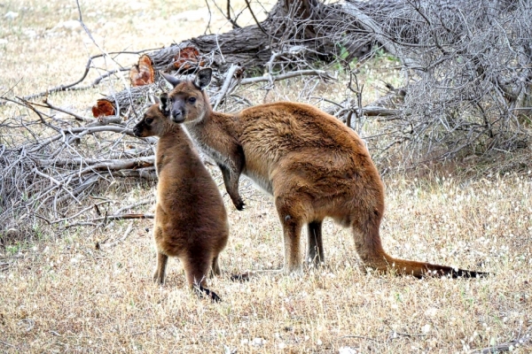 Zdjęcie z Australii -  :)))