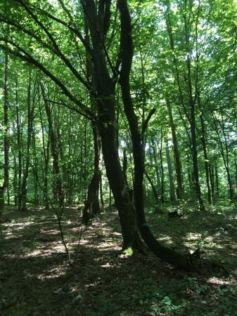 Zdjęcie z Polski - Garbatka